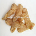 gastrodia tuber extract powder 10% to 98%